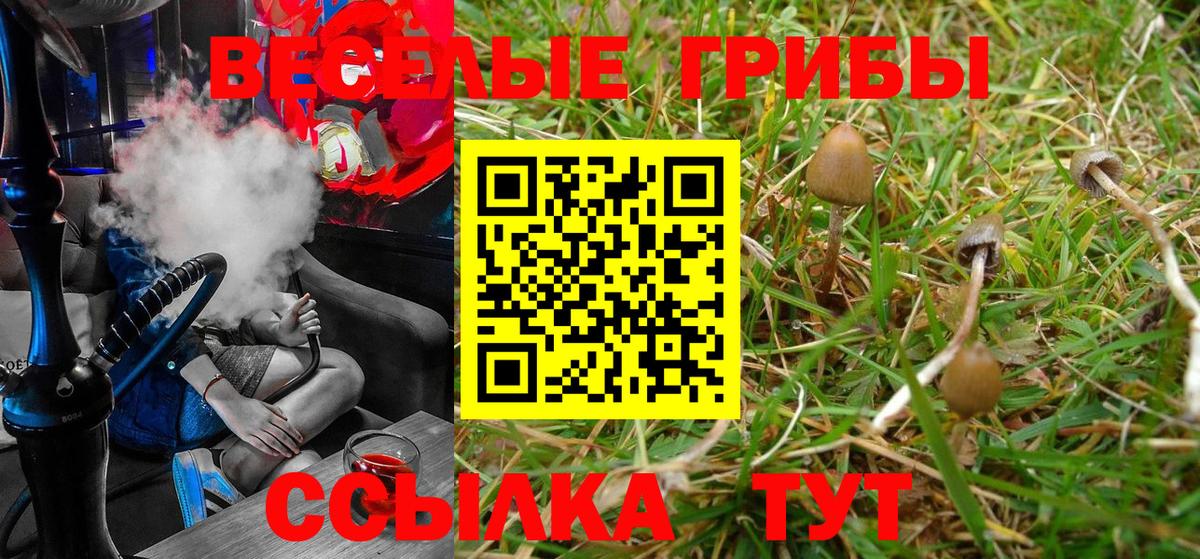Псилоцибиновые грибы Psilocybine cubensis Свободный